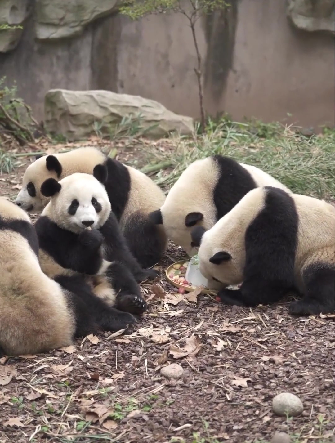 金双金喜的生日,5只熊猫太热闹了