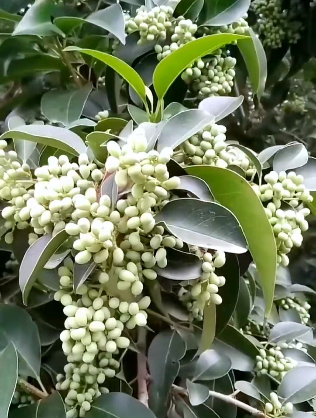 女贞子冬季采摘最好是冬至后最佳