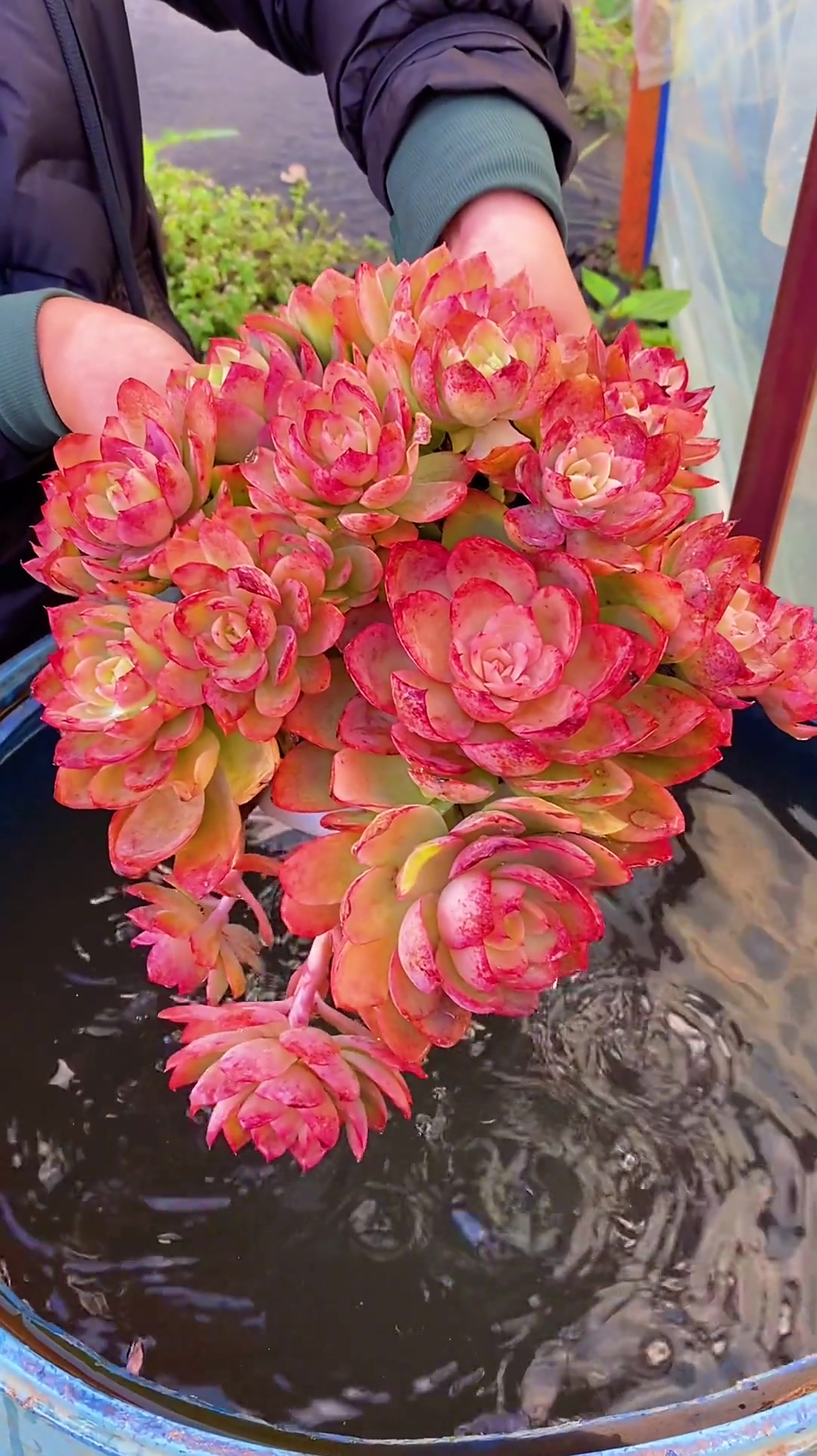 全状态精品丝绸面纱好看好养!精品多肉,老桩多肉