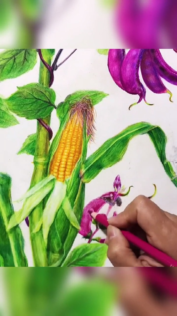 田园风光,用彩铅画笔画玉米!