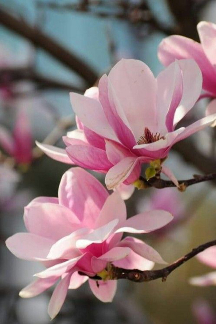 粉色玉兰花