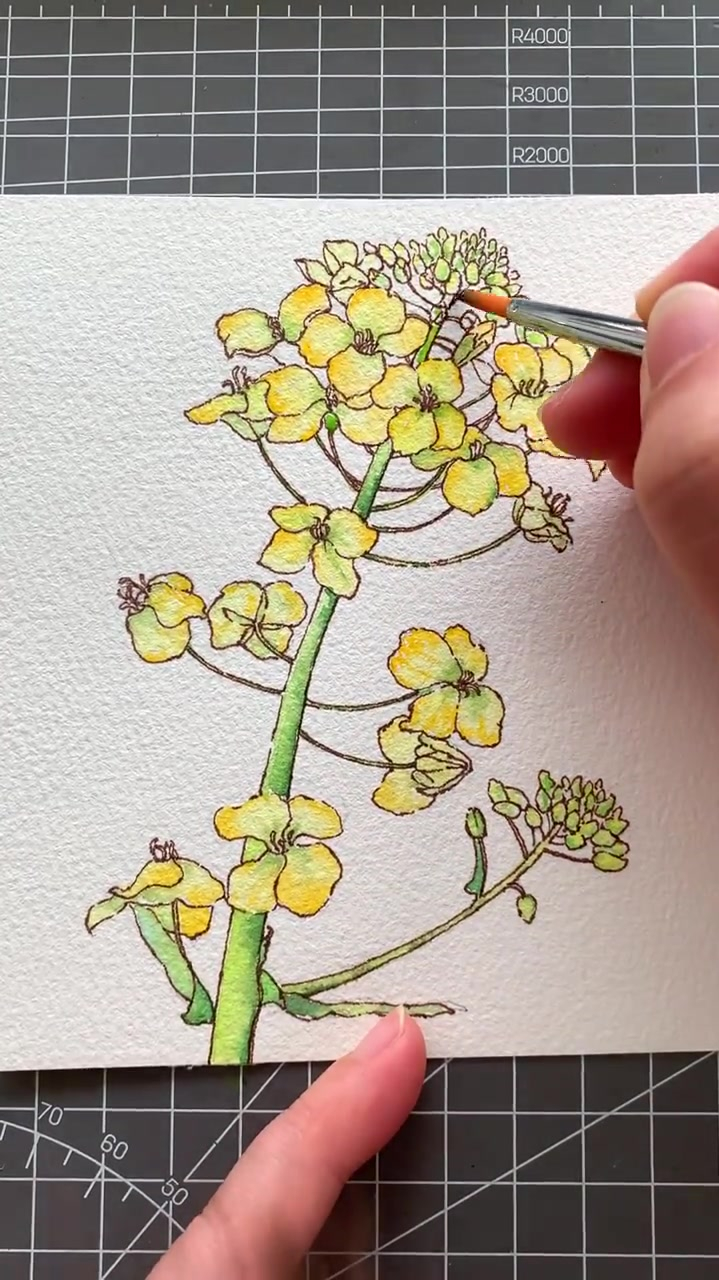 手绘油菜花钢笔淡彩水彩绘画-度小视