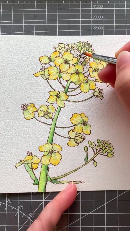 手绘油菜花钢笔淡彩水彩绘画-度小视
