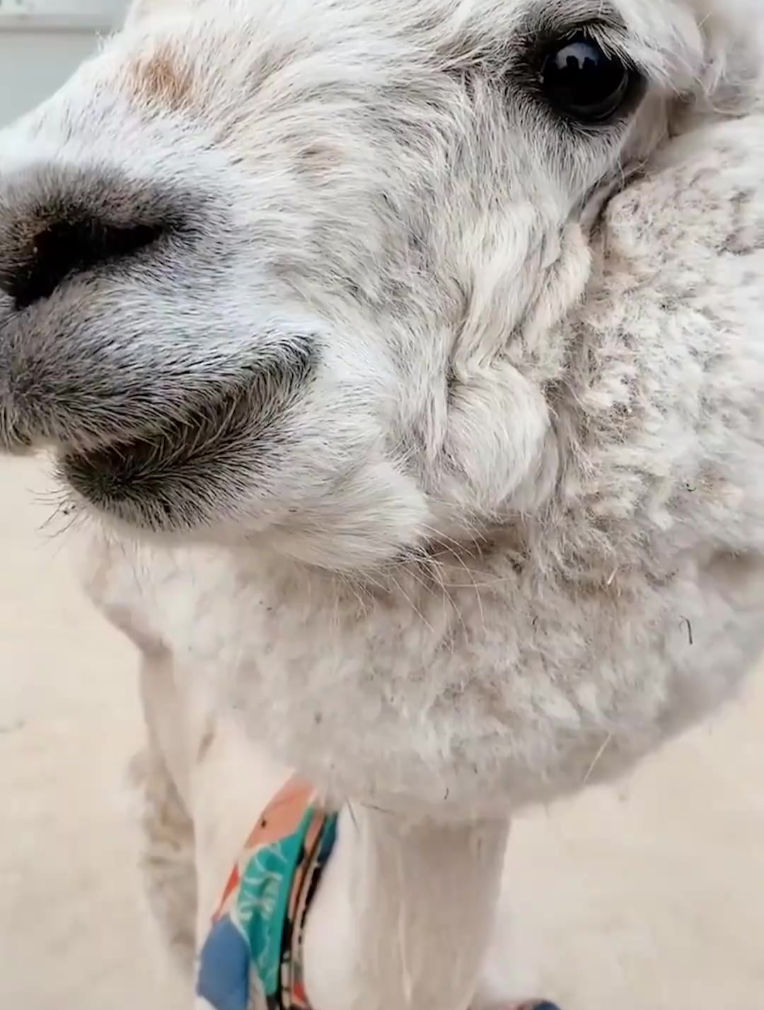 今天吸到羊驼了,你猜羊驼的叫声是怎样的-度小视
