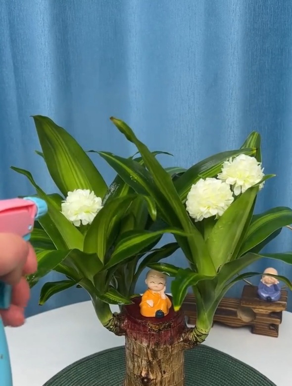 健康长寿的"巴西木",养护简单寓意好,花开还能给你增添运气!