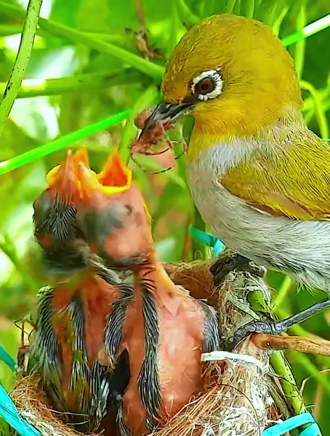 绣眼鸟育雏:鸟妈与鸟爸排着队给雏鸟喂食,画面很温馨-度小视