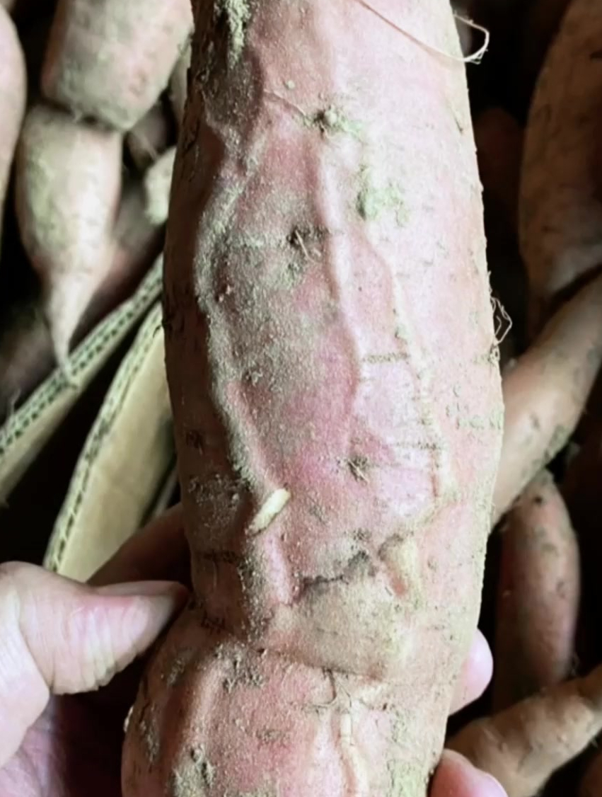 这个红薯好像变异了,还能吃吗?-度小视