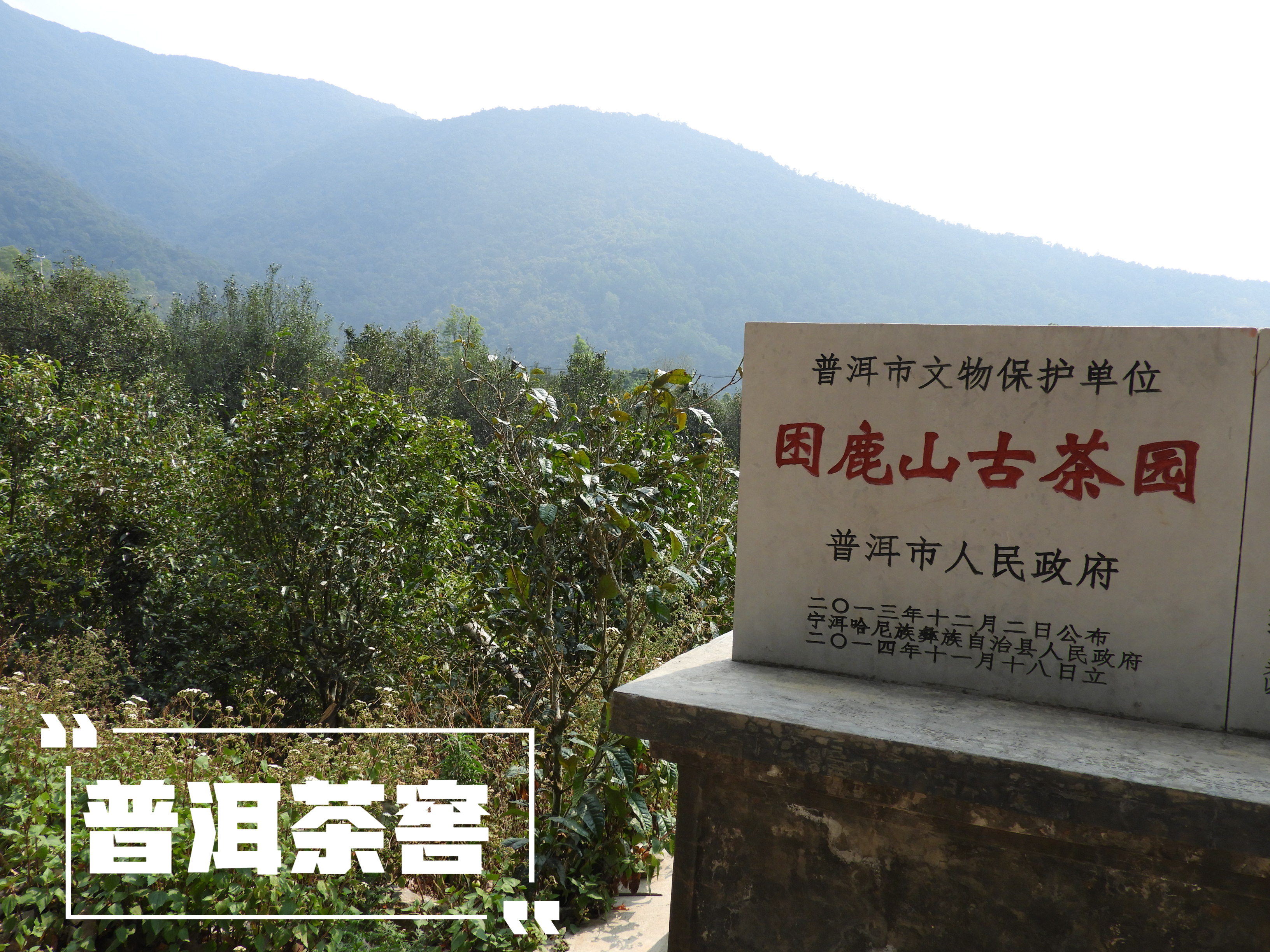 普洱困鹿山白茶·白毫银针