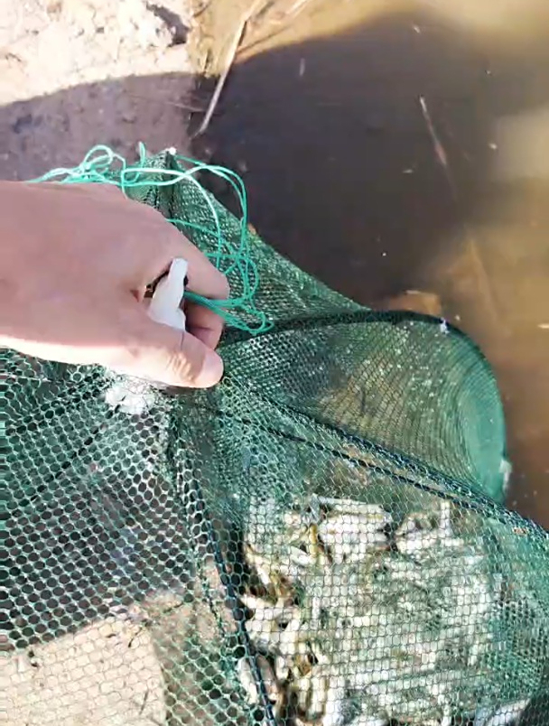 小地笼抓鱼爆网,抓到全市清一色的小白条,结果渔网直接炸烂了