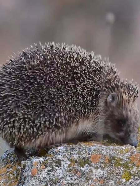在中国刺猬被列为国家二级保护动物国家三有保护动物