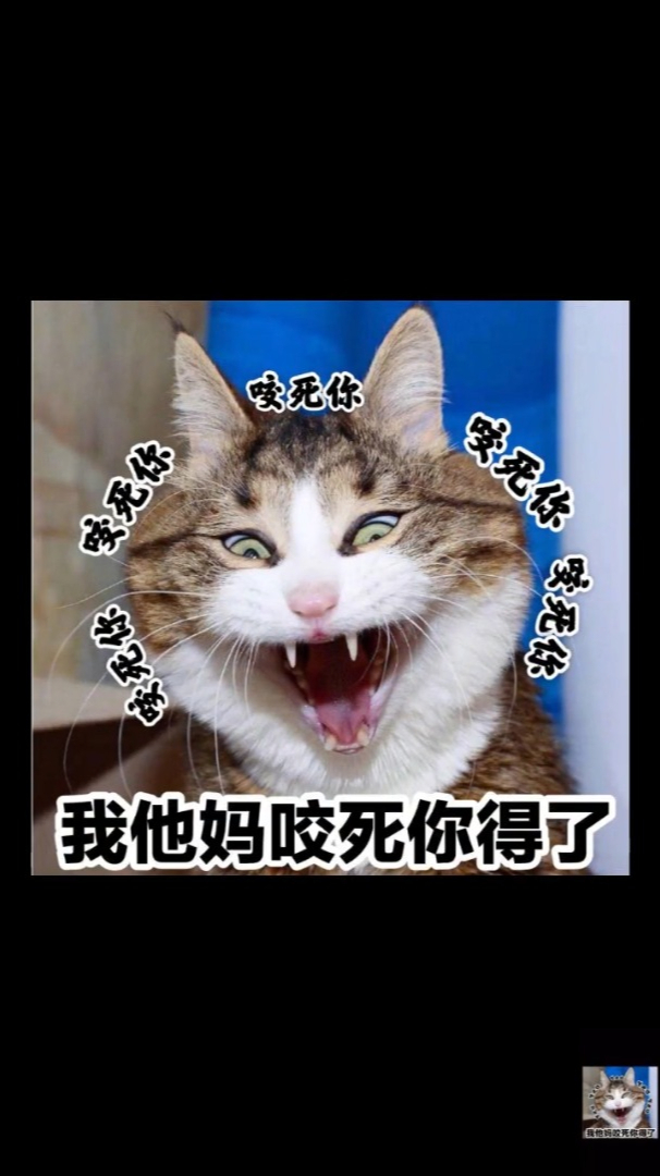 这猫步有点意思,你们见过吗