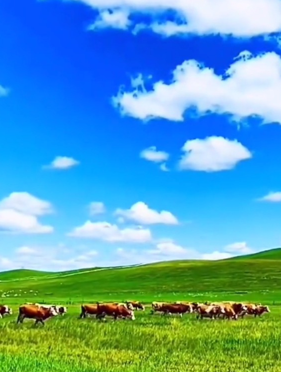 《天堂草原》降央卓玛,每天一首优美的草原歌曲献给你-度小视