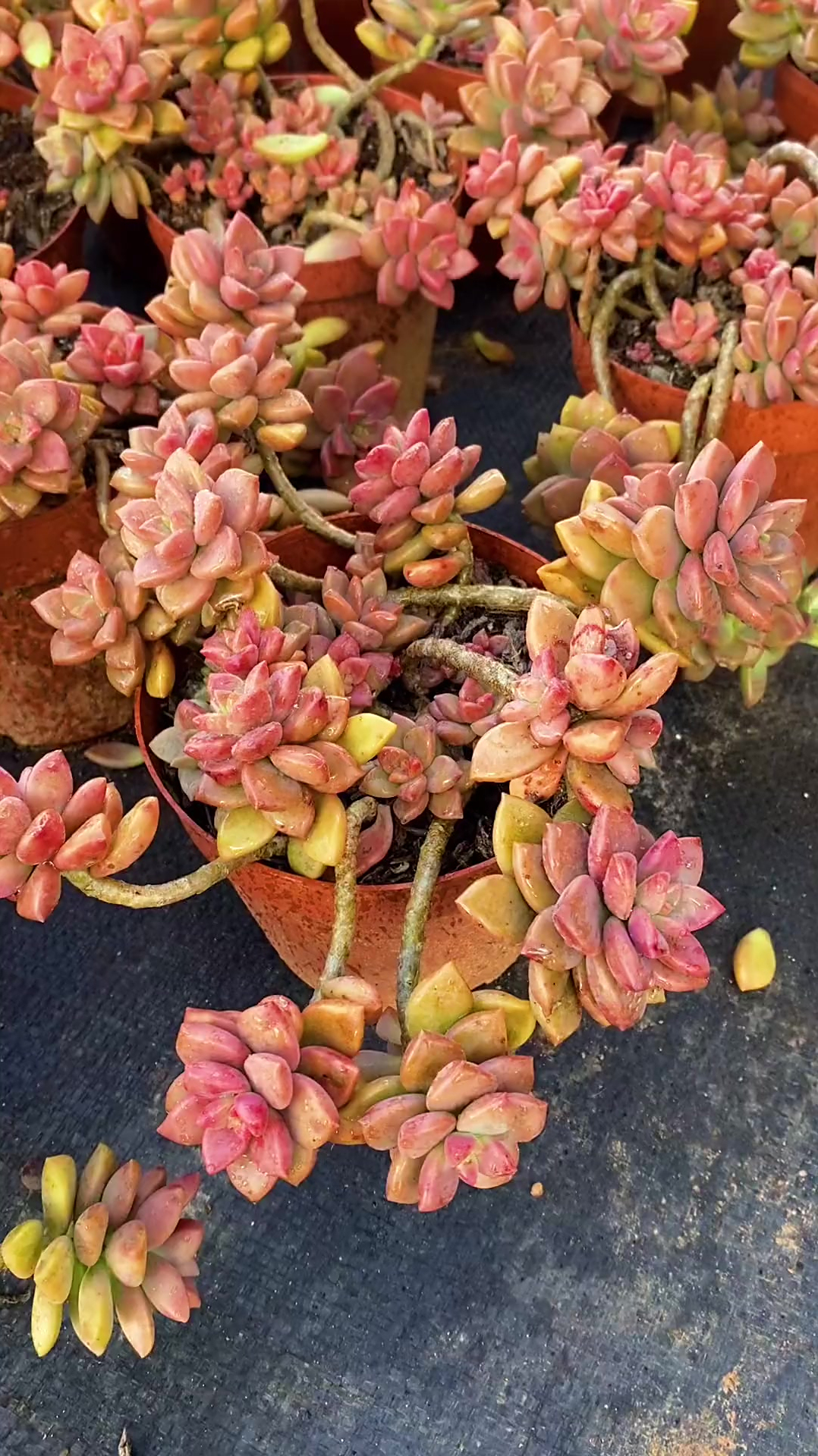 造型老桩姬胧月今天浮力炸,精品多肉