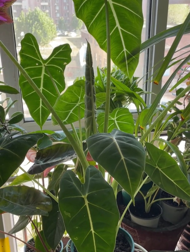 10天不到又窜出新叶绿天鹅绒海芋名副其实的长势top1