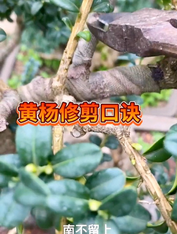 黄杨修剪起来一点也不难,跟着口诀轻松剪出好看的盆景
