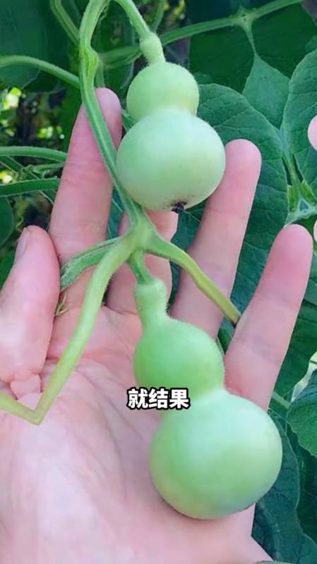 在家就能种的手捻小葫芦,地栽盆栽都可以,还能做成挂件-度小视