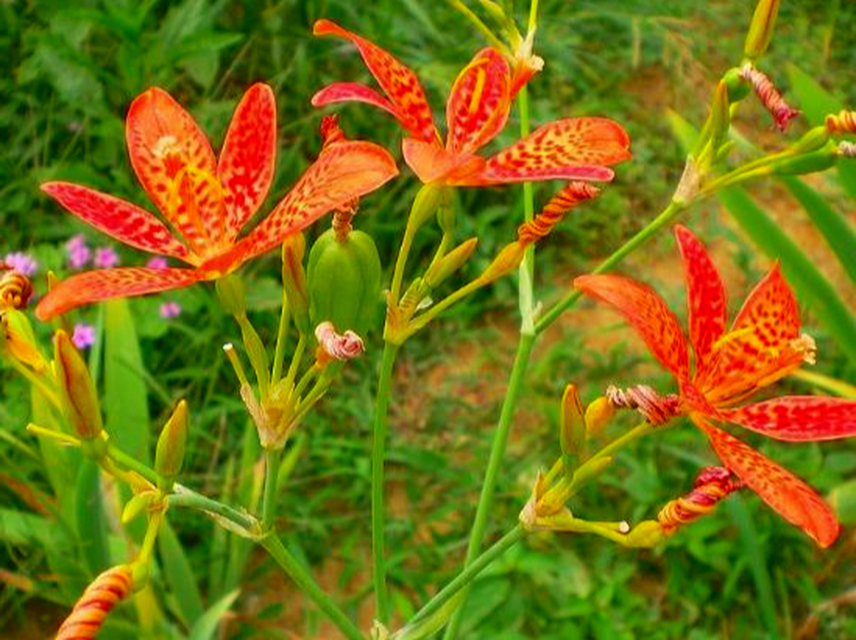 [原文:射干怎么种植?