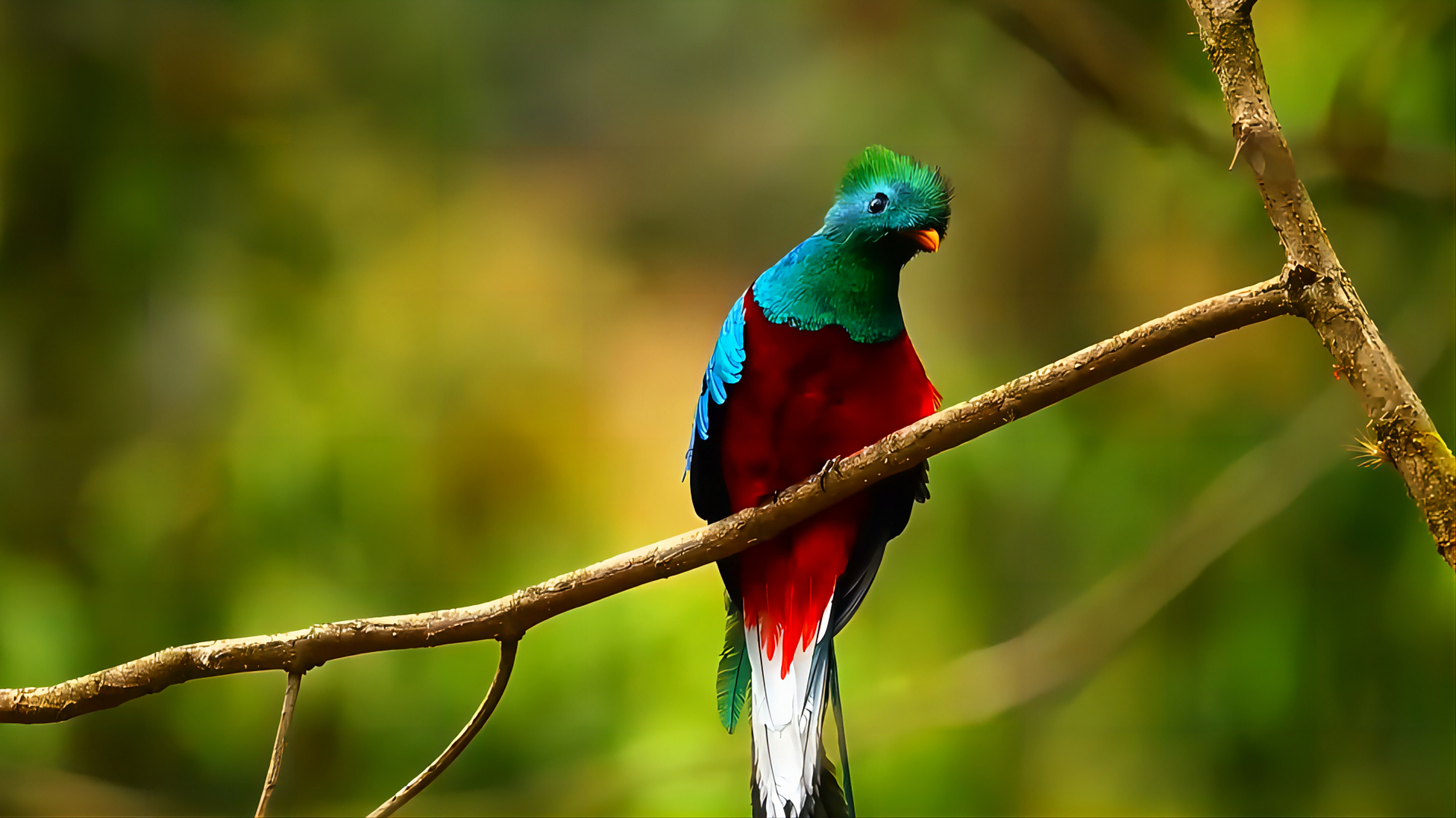 【凤尾绿咬鹃,不自由毋宁死】 凤尾绿咬鹃,也叫做"阿兹特克鸟",是中南