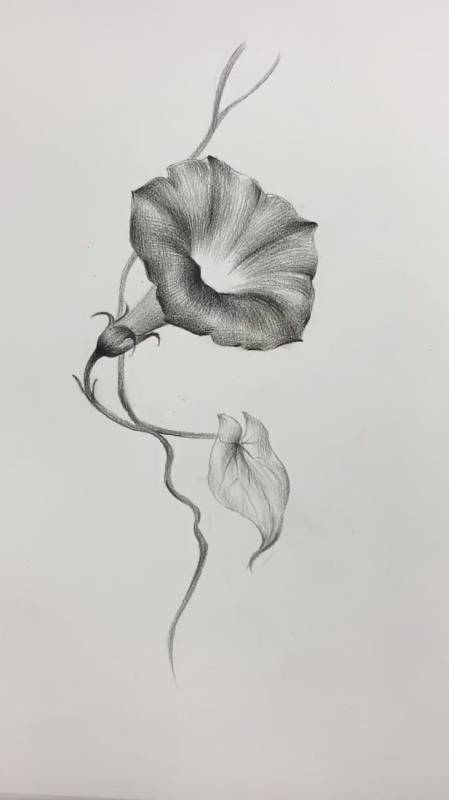 画一朵角落里的牵牛花,发现生活平庸的美-度小视