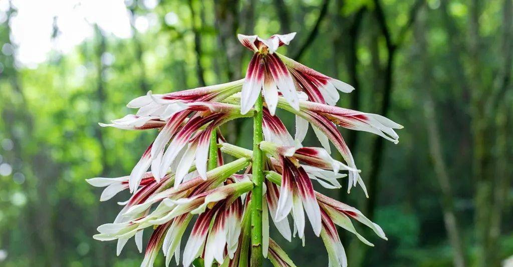 近日,在贵州省遵义市道真县海拔1300余米的云峰山上,野生大叶百合竞相