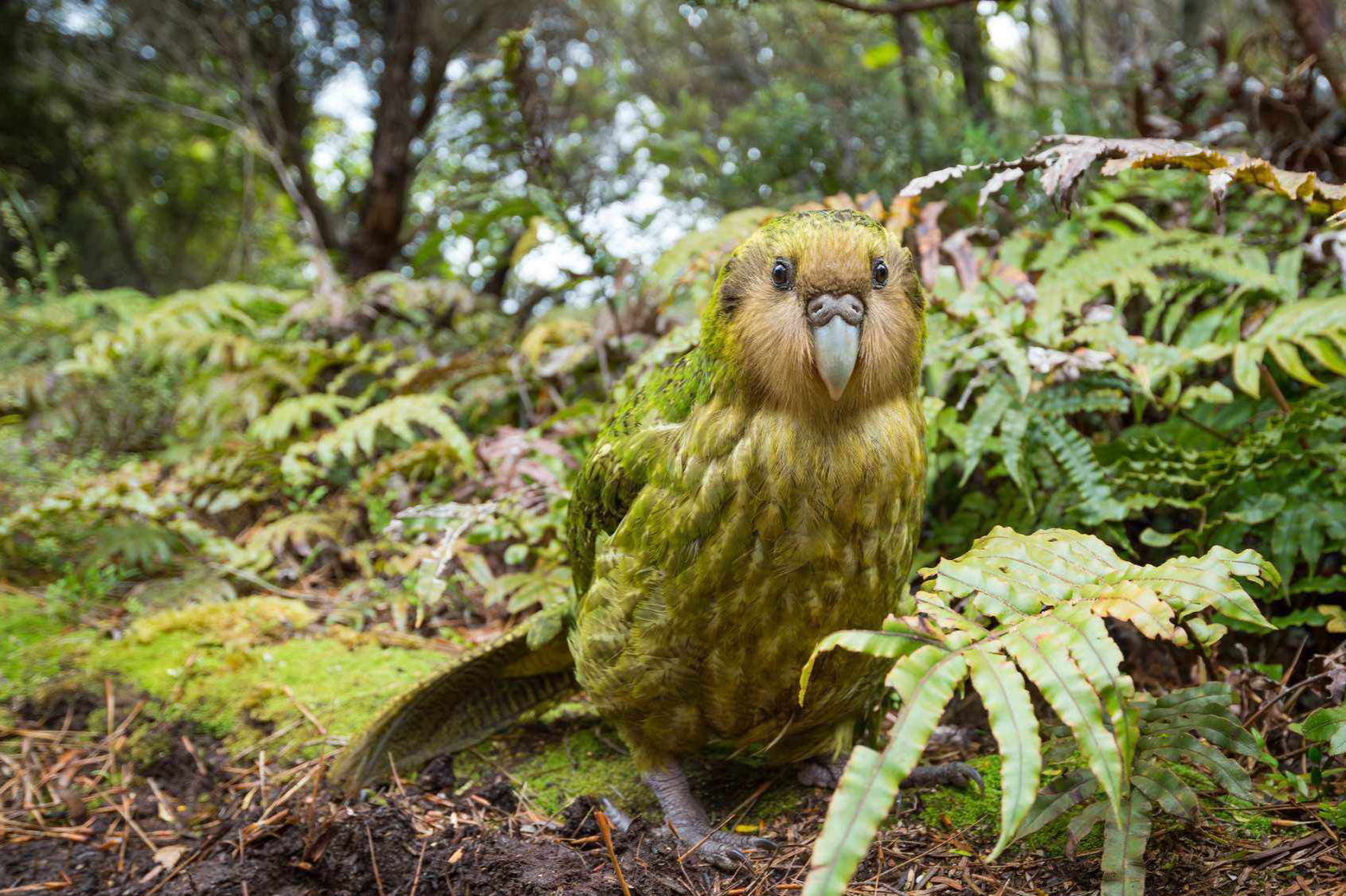 遇到天敌一动不动,鸮鹦鹉是因为太蠢而几近灭绝的吗?并非如此