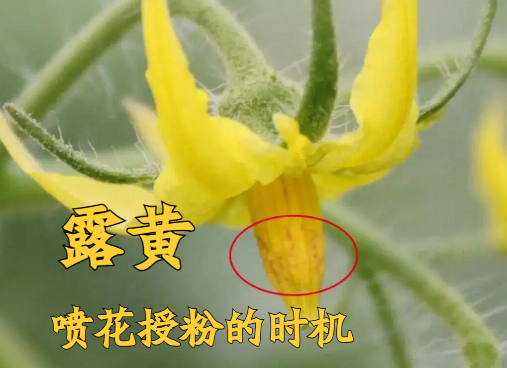 西红柿人工授粉,啥时候该"点花"啥时候该"喷花"?答案来了
