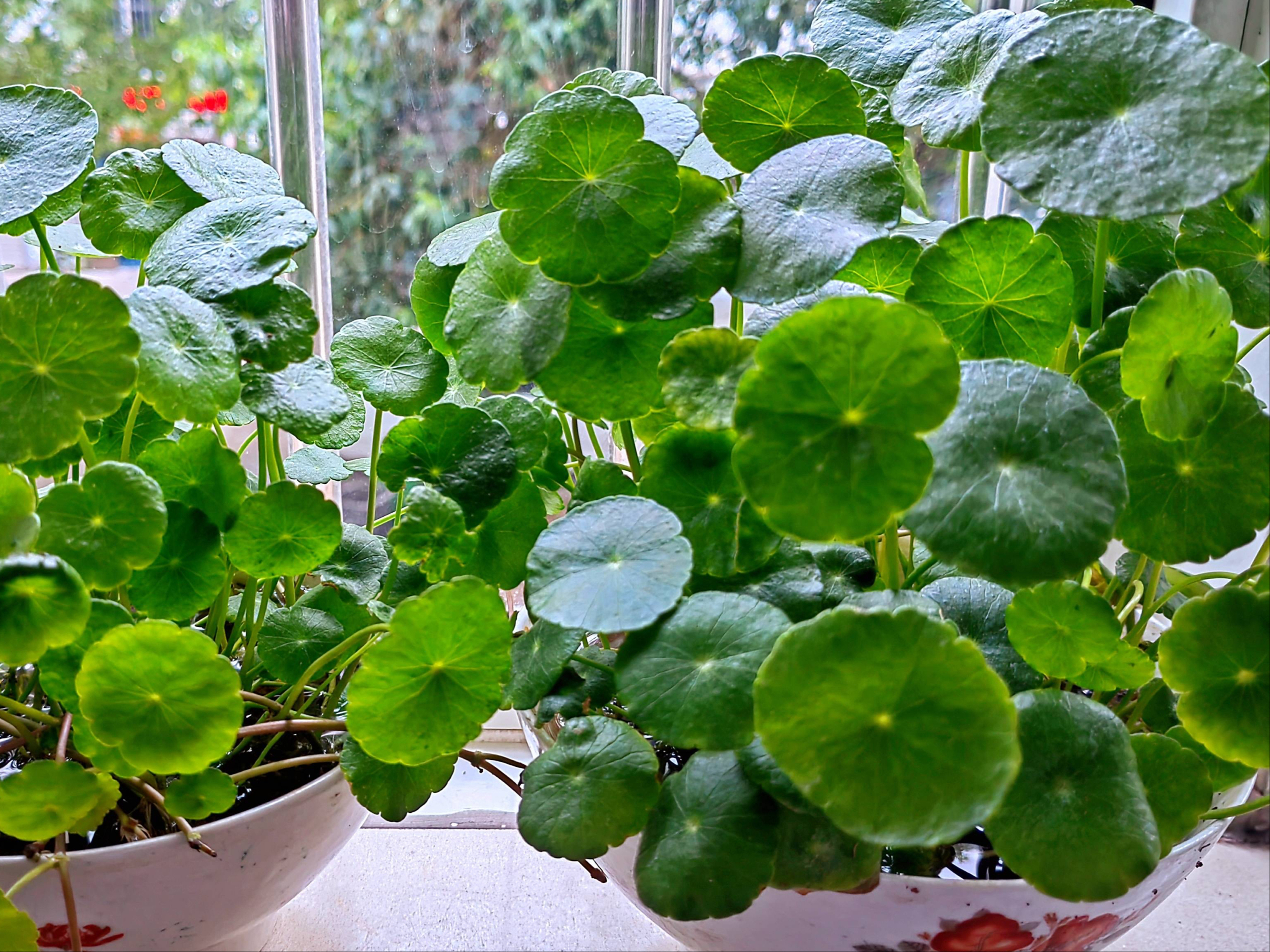 铜钱草还可以"这样养",养眼清新独特,给点水就能长,太喜欢了