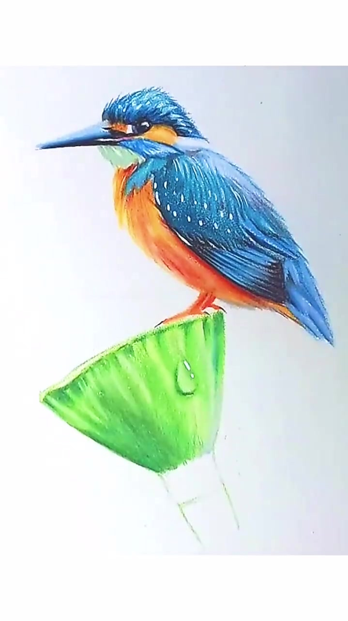 彩铅画翠鸟教程超级详细哦