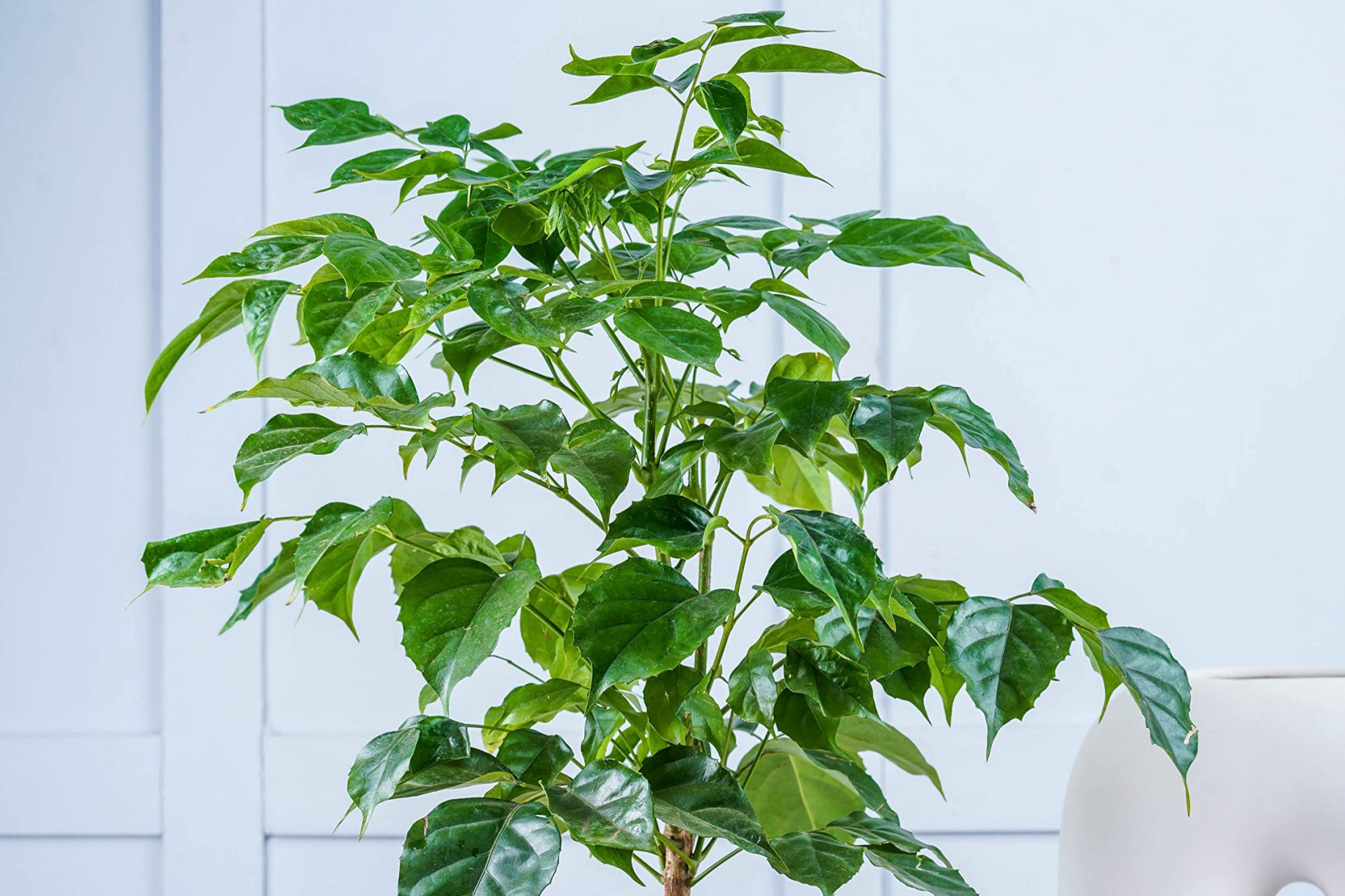 一种观赏植物,原产于中国南部及东南亚的热带和亚热带地区,喜阴湿环境