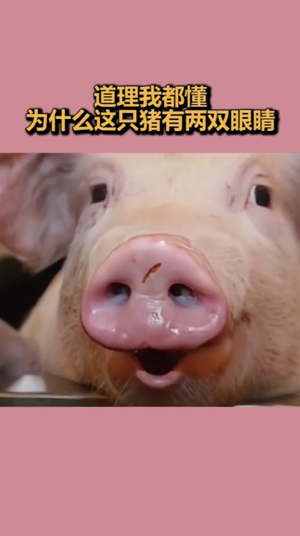 道理我都懂为什么这只猪有两双眼睛
