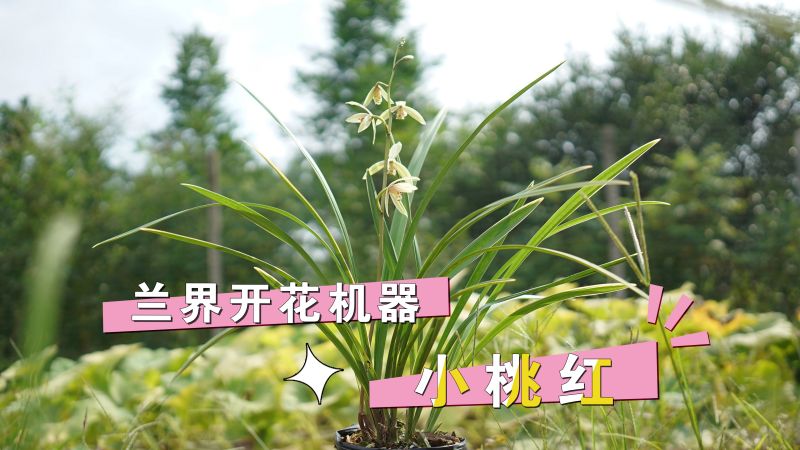 建兰「小桃红」兰界开花机器，勤花勤芽的叶艺兰,家居,园艺,好看视频