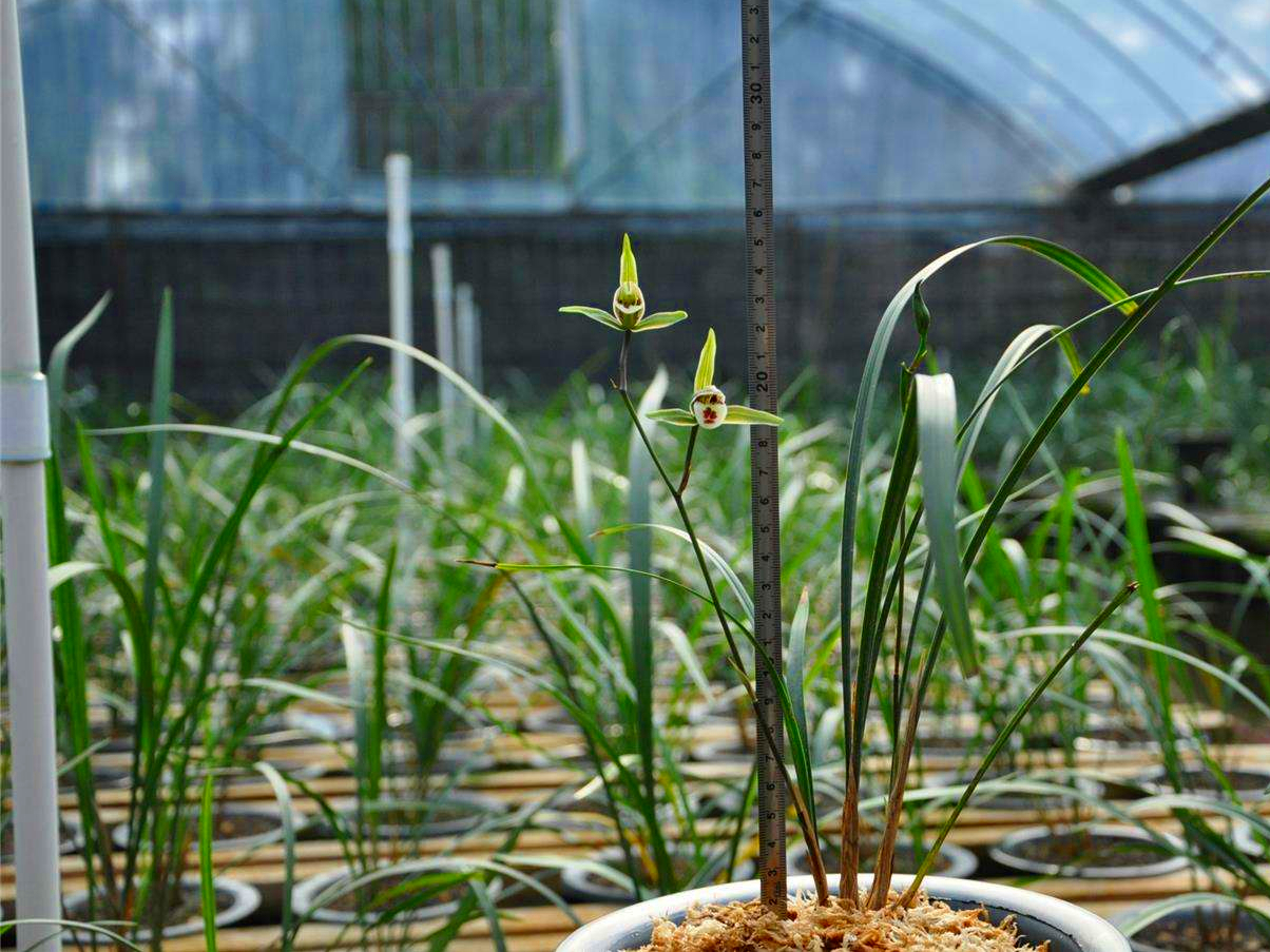 细叶寒兰:"色,香,姿,韵"俱全,不可错过的兰中精品