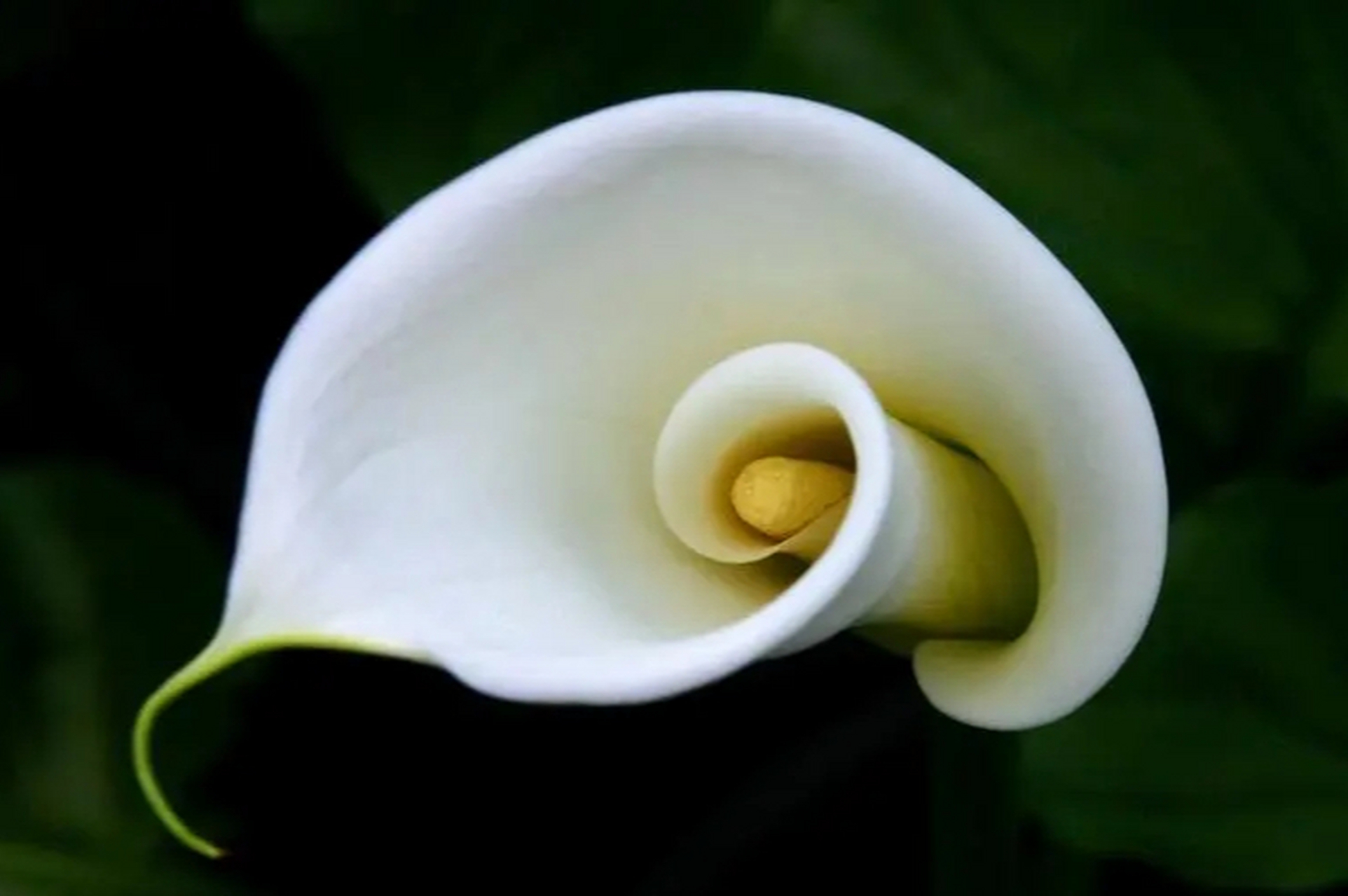 海芋花的花语是纯净,希望,寓意纯洁无暇,希望与活力.