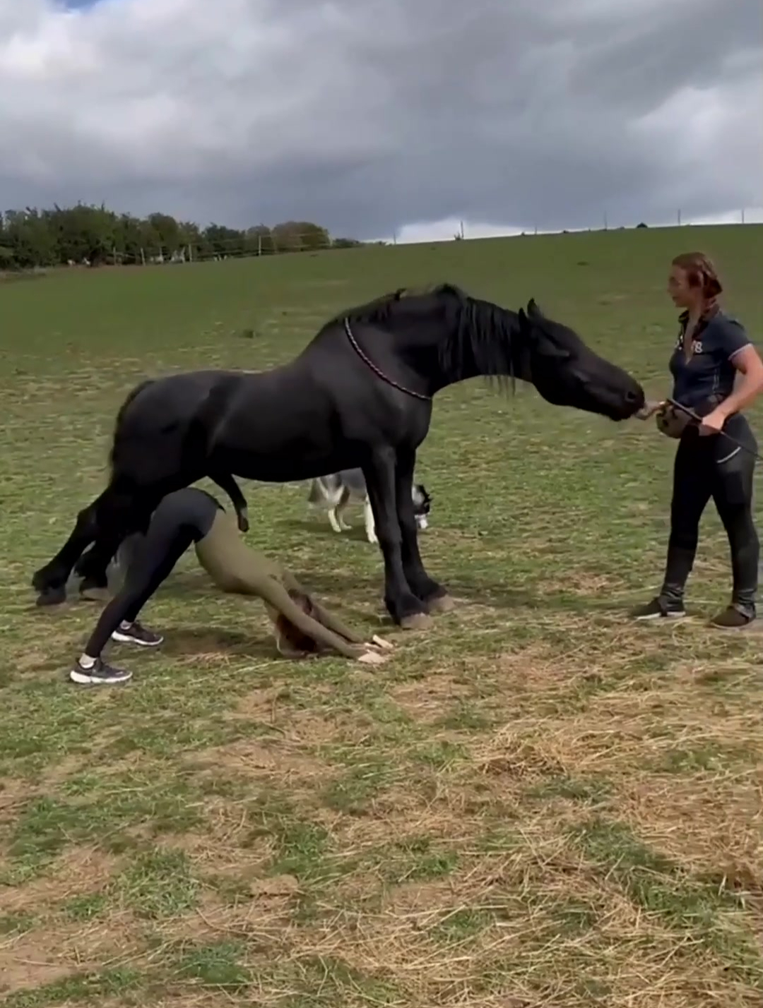 看到大公马就自觉把尾巴翘了起来-度小视