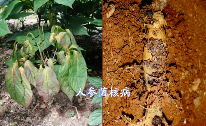 人参病害汇总,看图说话,一看就会,教会你认识15种人参病害