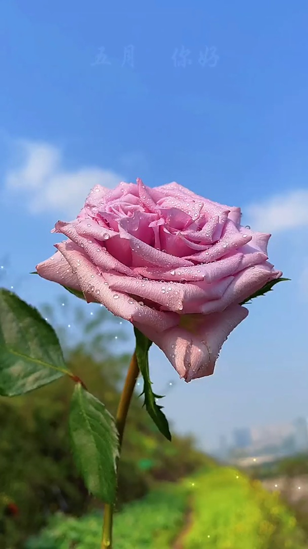 欣赏风景治愈:请保持心情舒畅,你的五月好运即将派件,夏