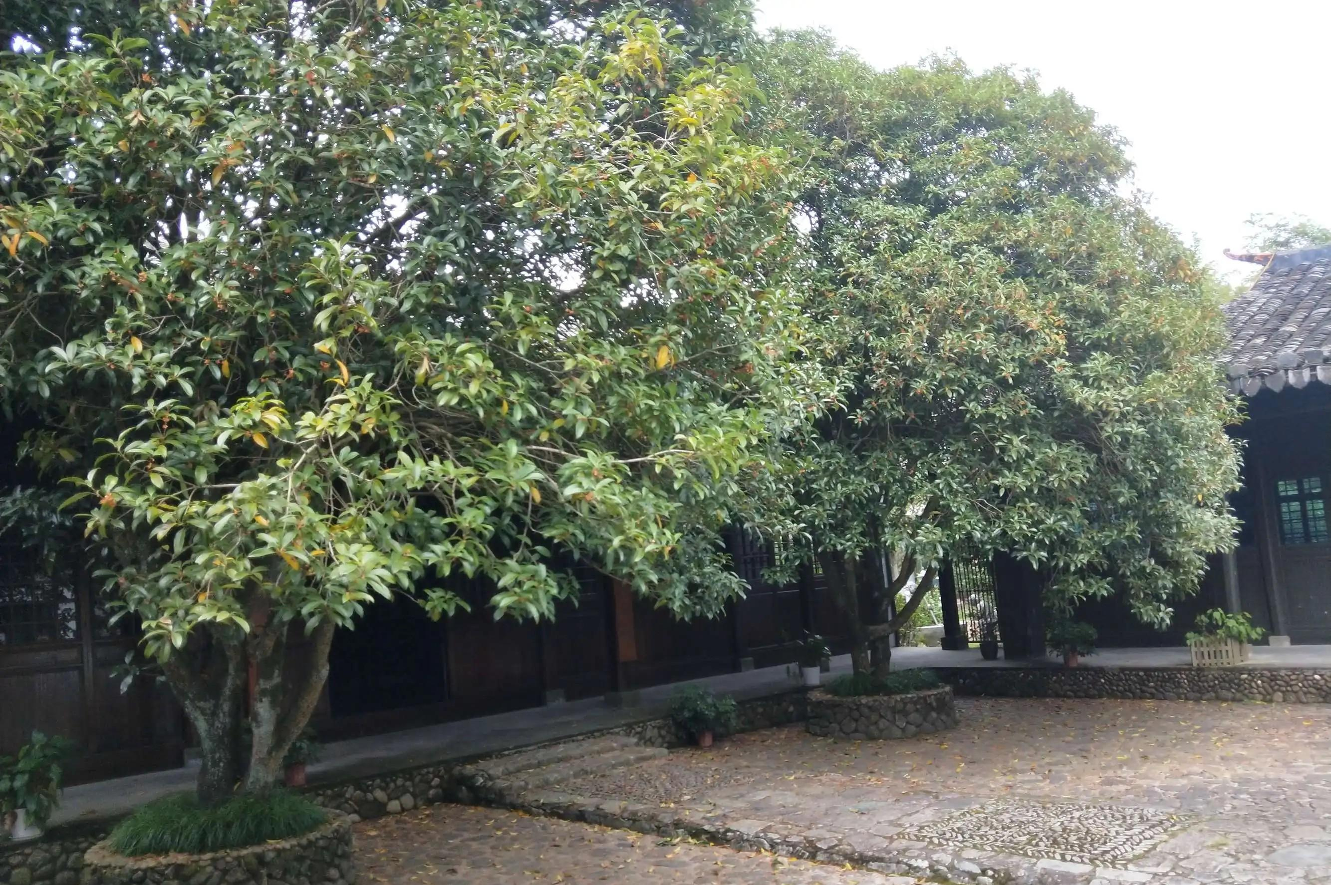 "阴树不入户,入户家难富",什么是阴树?看看你家有没有?