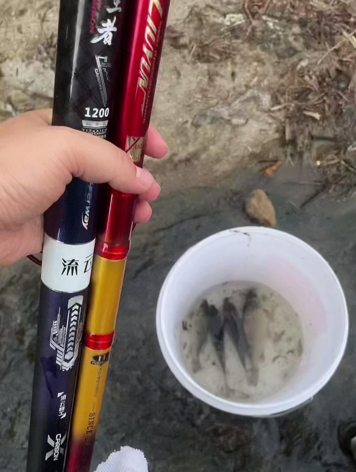 士气上绝对不能输挑战谷麦钓鲤鱼明天再战谷麦逗钓竿