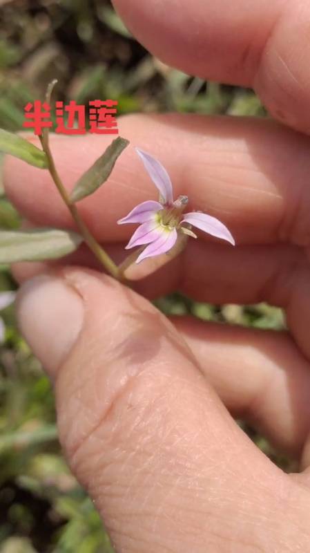 半边莲就长这样半枝莲与半边莲完全不同的