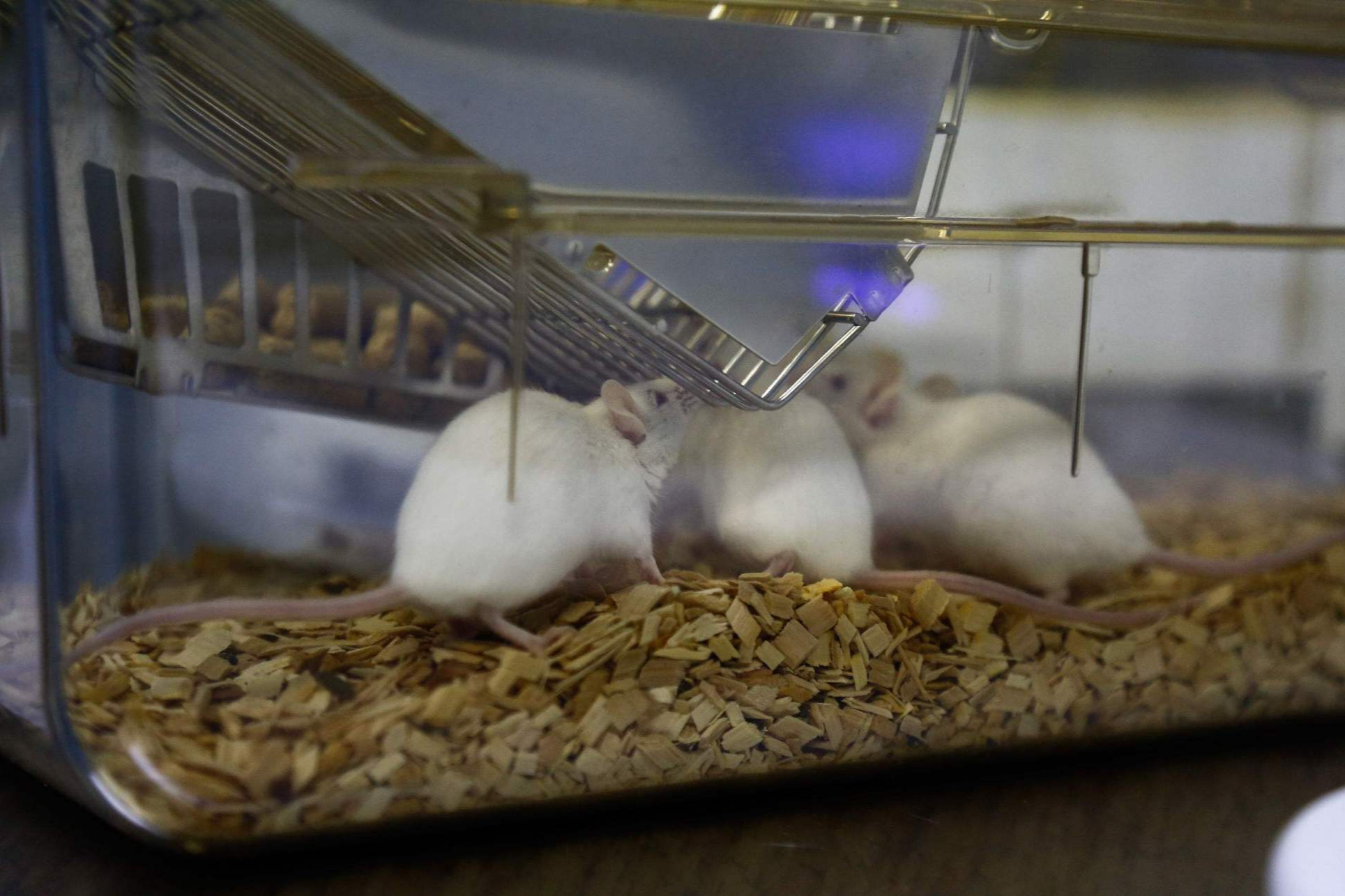 恐怖的25号宇宙实验:从一群老鼠身上出发,折射出了人类文明!