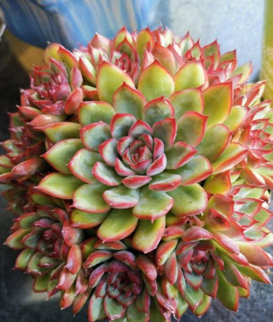 今天给大家分享下养花月夜多肉的方法