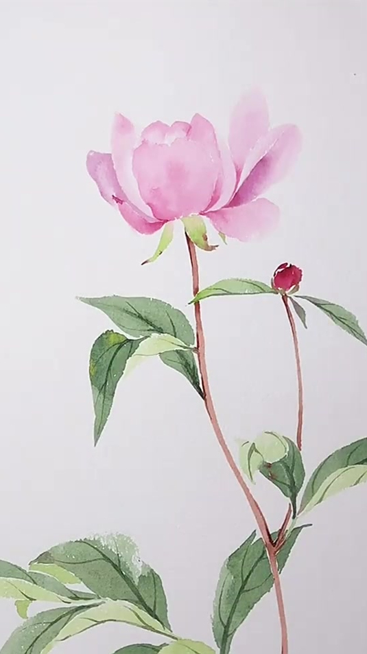 芍药水彩,小写意,庭前芍药妖无格-度小视