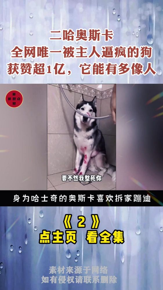 二哈奥斯卡,全网唯一被主人逼疯的狗,获赞超1亿,它能有多像人