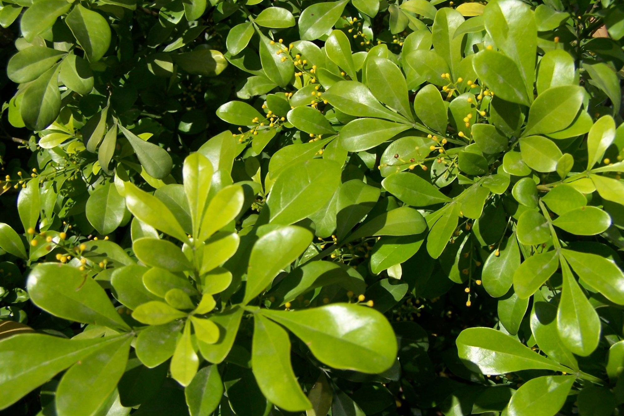 北方种植米兰花,做好这几点,叶片绿油亮,花朵美又香