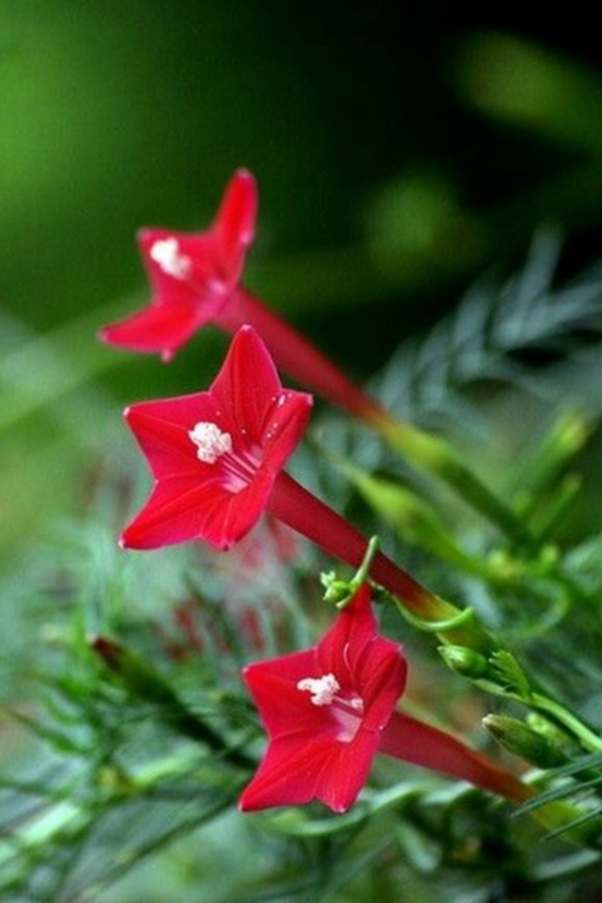 红色五星花,花朵虽小,每一朵花都像一颗小星星,闪烁着微弱却坚韧的