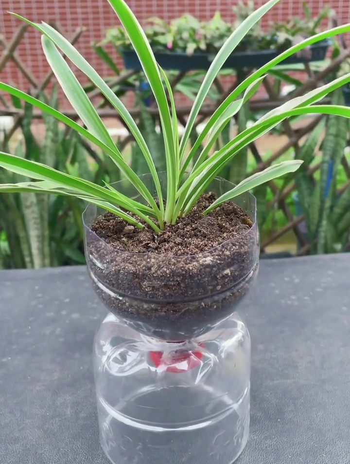 用塑料瓶不要扔,用来制作花盆,超好看