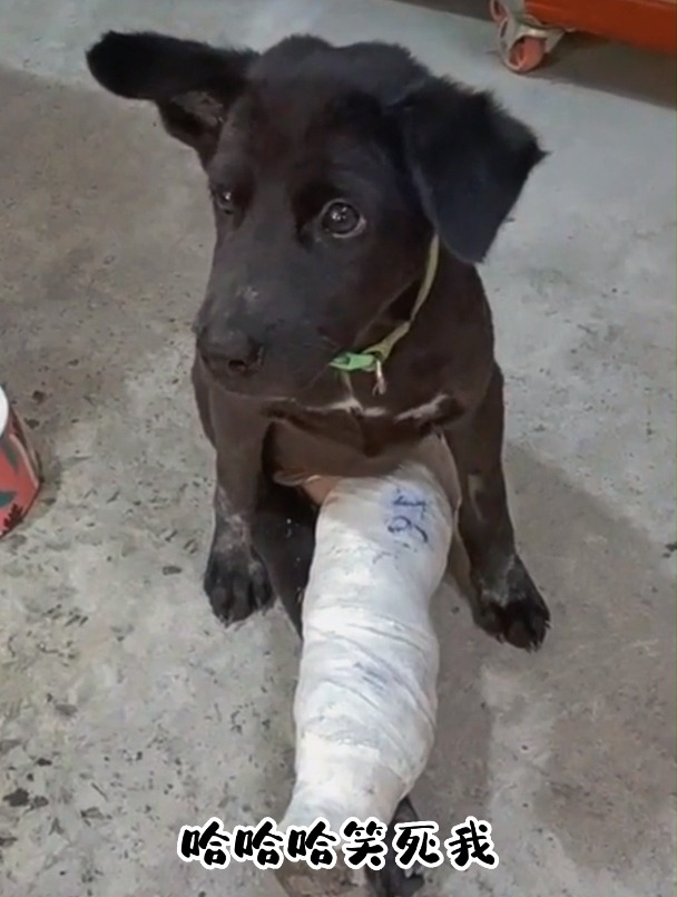 原来狗的腿受伤之后和人一样也是要打石膏的啊