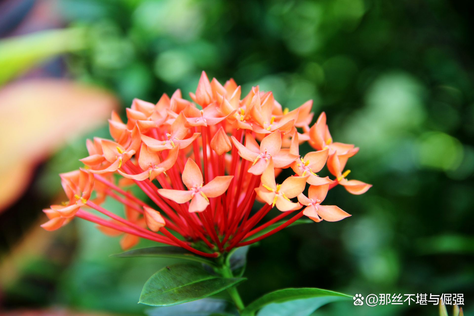 龙船花怎样修剪图解图片