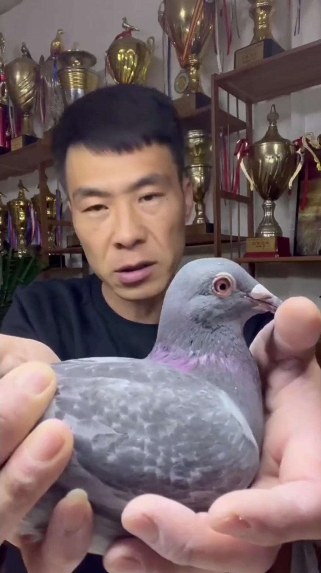 戈马力配马克和詹森,三路主血-度小视