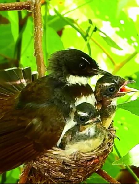鸟妈妈养育2只小鸟,一家三口紧紧拥抱在一起,画面太可爱了-度小视